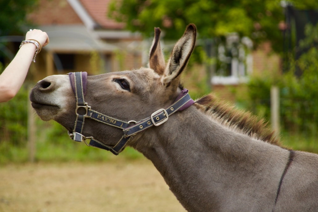 A donkey sniffs someone's hand