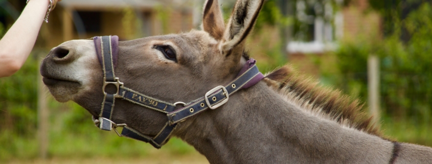 A donkey sniffs someone's hand